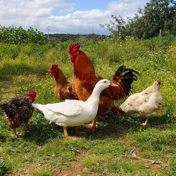 Can Ducks and Chickens Live Together? Practical Tips for Mixed Poultry Flocks
