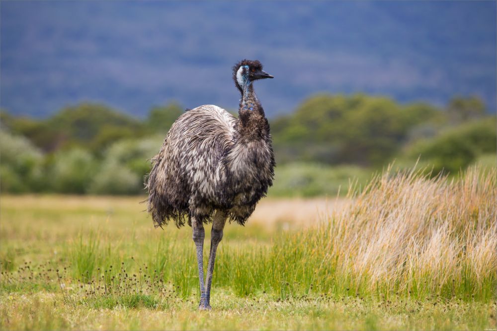 A Guide to Rearing & Feeding Emus