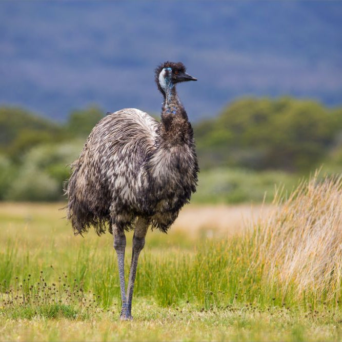 A Guide to Rearing & Feeding Emus