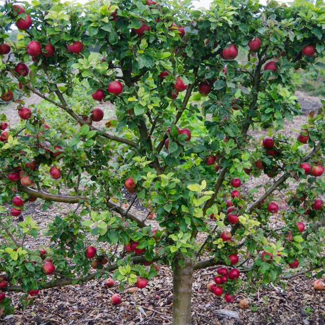 Creating Your Own Fan-Trained Fruit Tree: A Guide