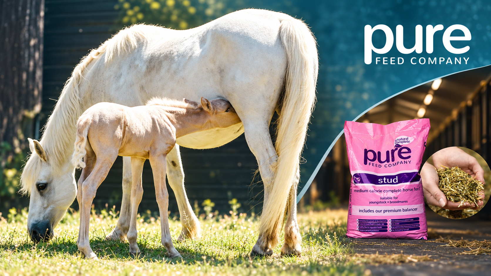 Feeding Broodmares, Foals and Youngstock: A Practical Guide