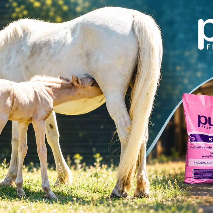 Feeding Broodmares, Foals and Youngstock: A Practical Guide