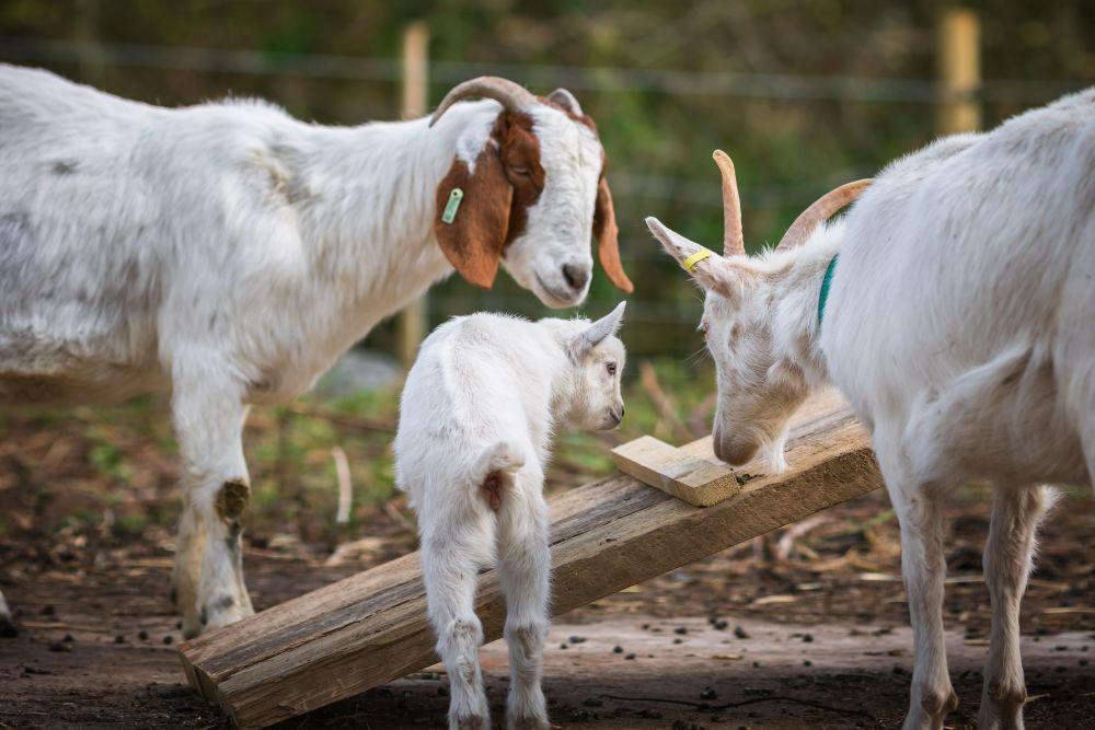 A Guide to Rearing & Feeding Goats