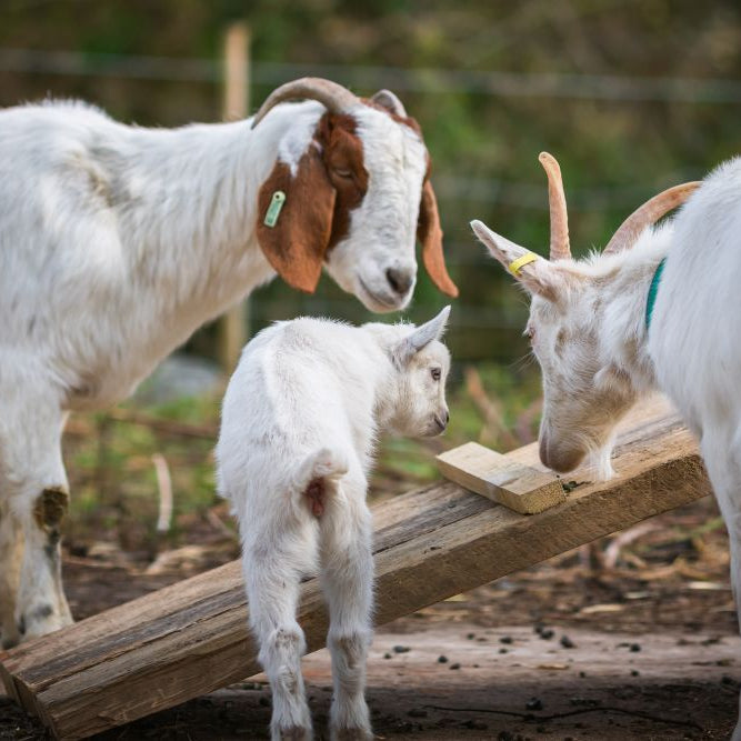 A Guide to Rearing & Feeding Goats