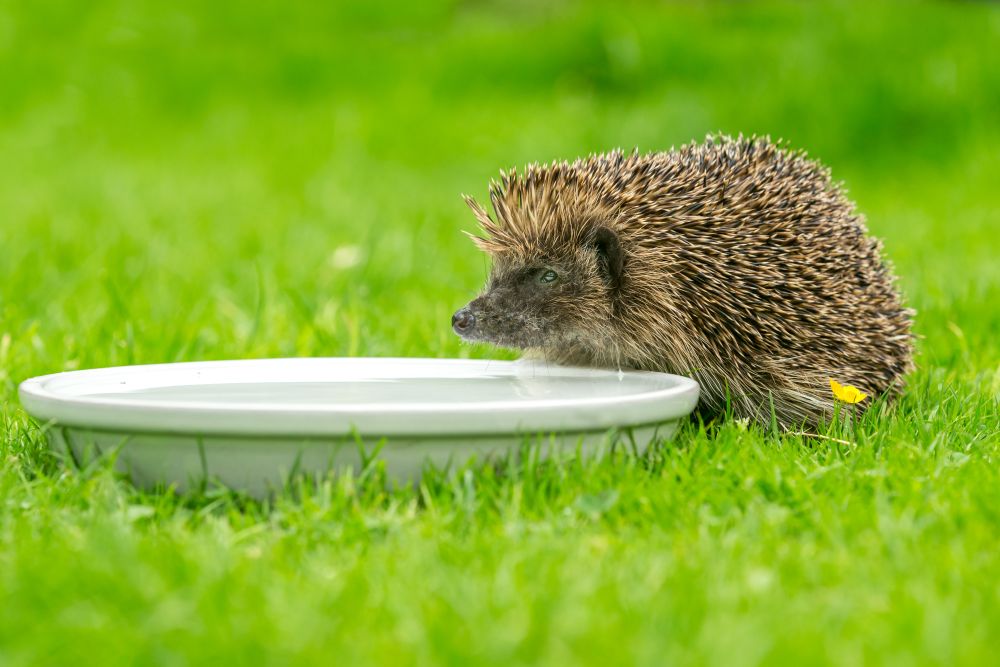 Summer Water Stations for Garden Wildlife: A Practical UK Guide