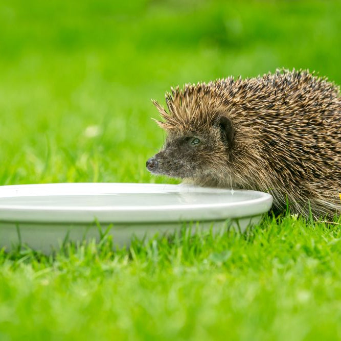 Summer Water Stations for Garden Wildlife: A Practical UK Guide