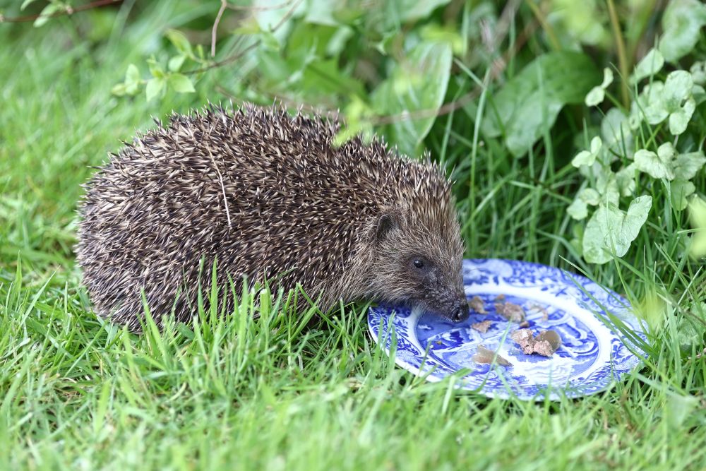 Helping Hedgehogs in Summer: Feeding, Water &amp; Garden Safety (UK Guide)