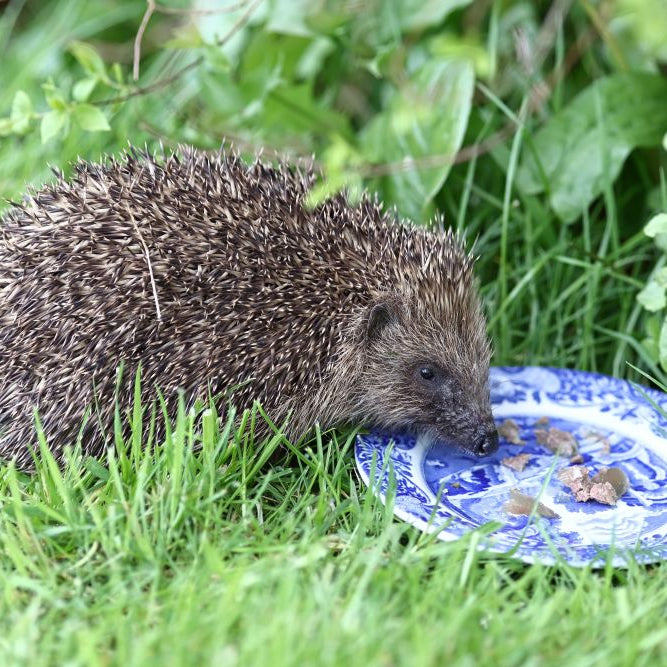 Helping Hedgehogs in Summer: Feeding, Water &amp; Garden Safety (UK Guide)