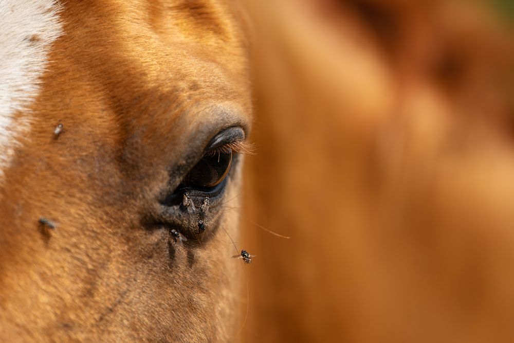 The Complete Guide to Fly Protection for Horses