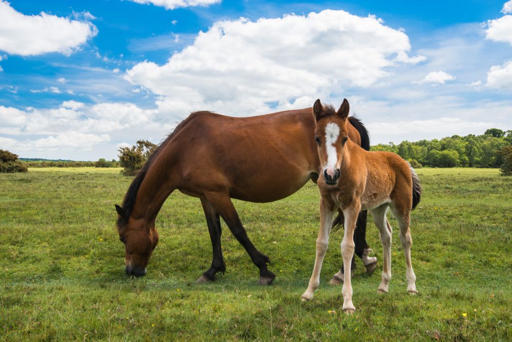 Spring Horse Care Checklist:  Feeding, Turnout & Breeding-Season Essentials