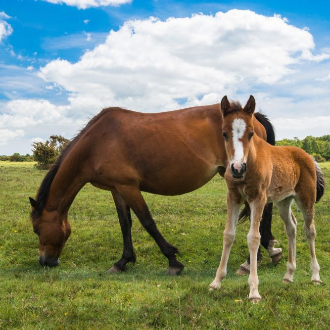 Spring Horse Care Checklist:  Feeding, Turnout & Breeding-Season Essentials