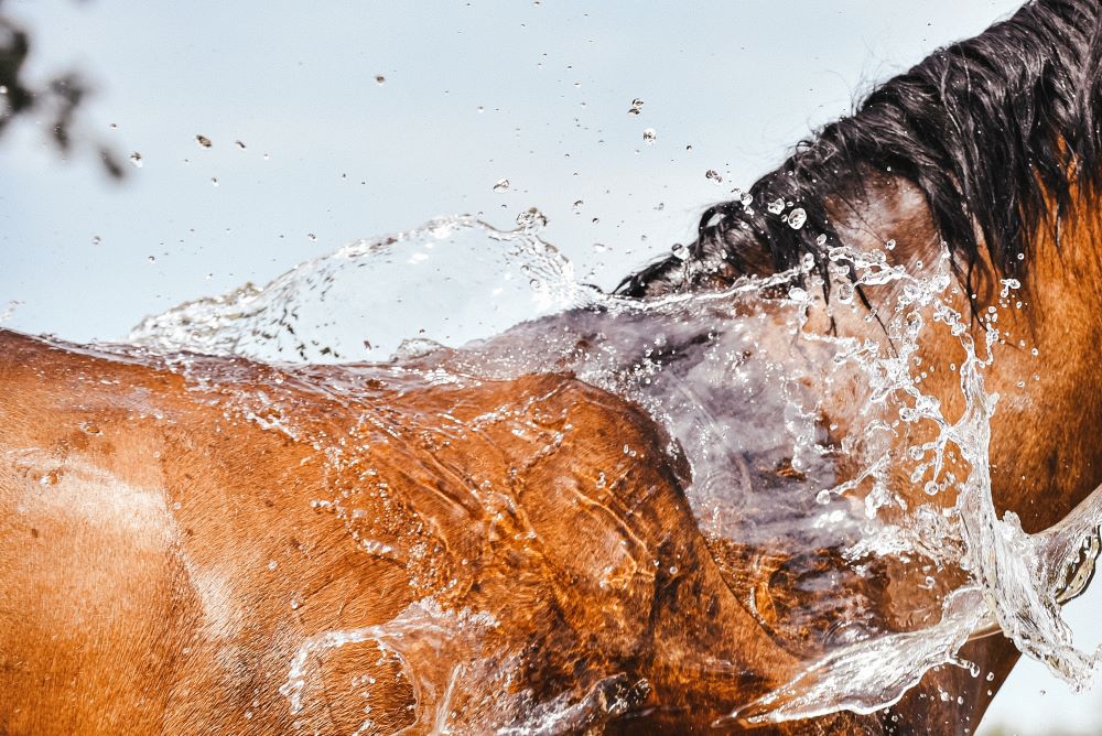 Top 5 Ways to Help Your Horse Stay Cool This Summer in the UK