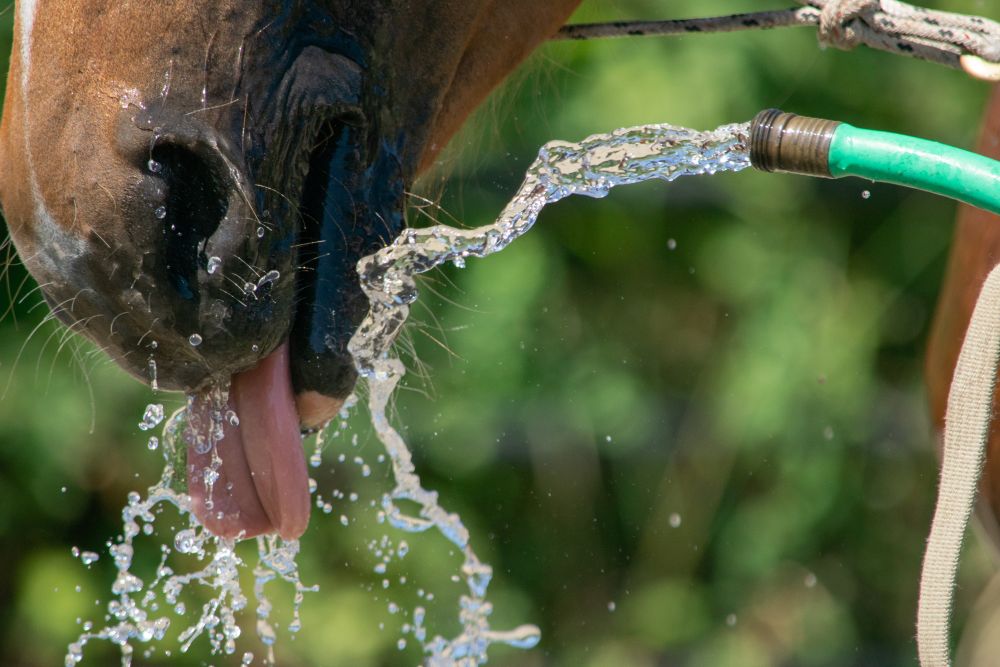 Mid-Summer Horse Care in the UK: Hydration, Flies, Hooves & Happy Turnout