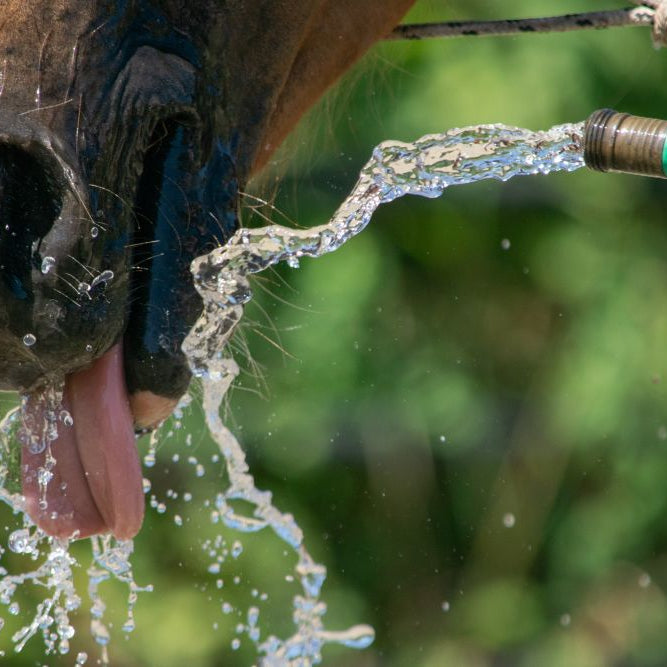 Mid-Summer Horse Care in the UK: Hydration, Flies, Hooves & Happy Turnout