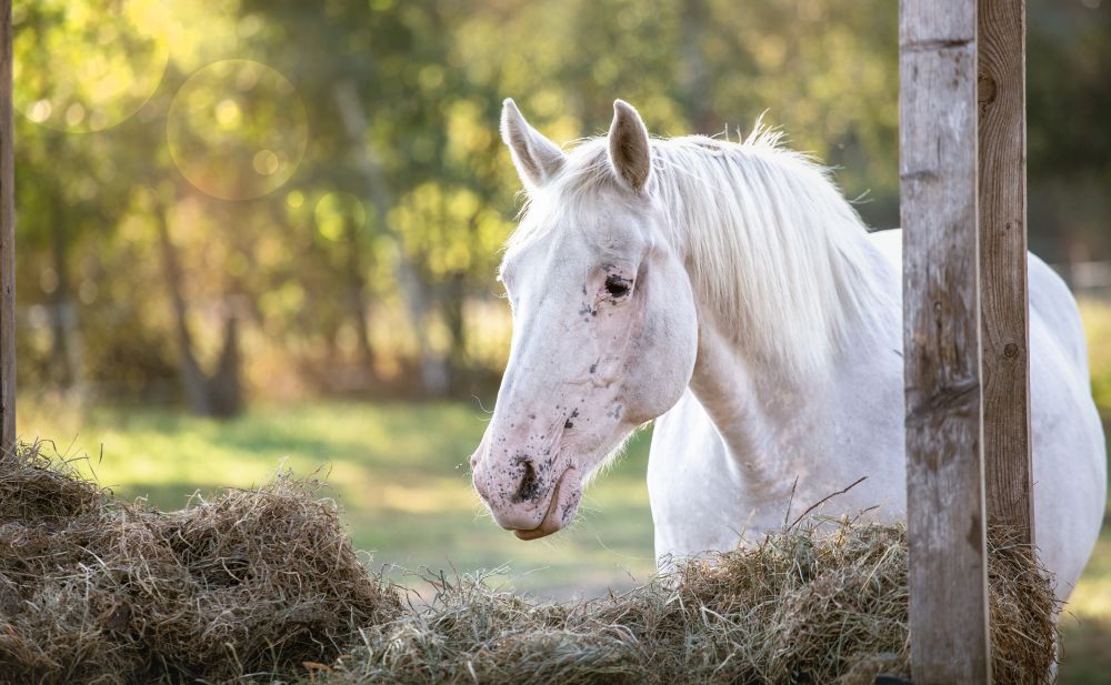 Autumn Horse Feeding Guide: How to Support Your Horse as the Seasons Change