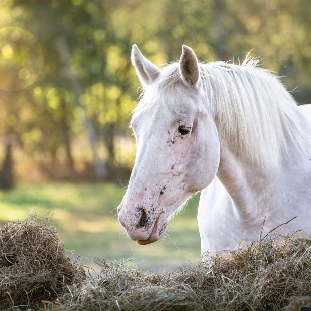 Autumn Horse Feeding Guide: How to Support Your Horse as the Seasons Change