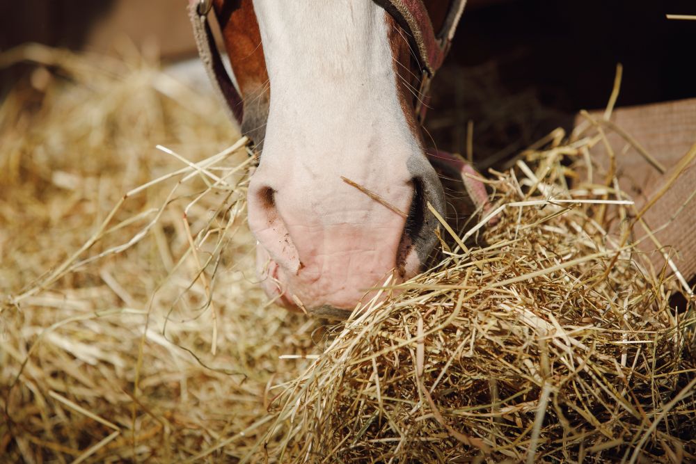 Could Your Horse Benefit from a Soaked Hay Replacer?