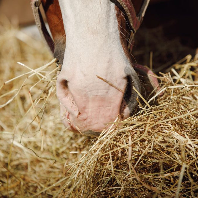 Could Your Horse Benefit from a Soaked Hay Replacer?