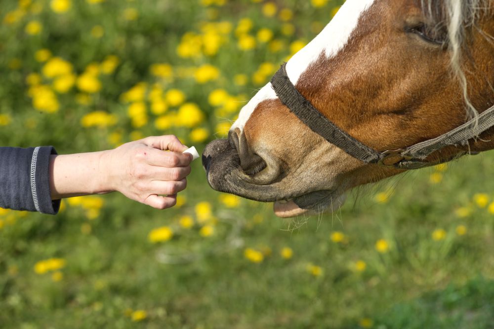 Do Horses Need Sweet Feeds for Energy? The Facts Behind Equine Nutrition