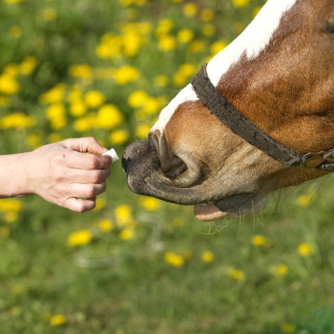 Do Horses Need Sweet Feeds for Energy? The Facts Behind Equine Nutrition