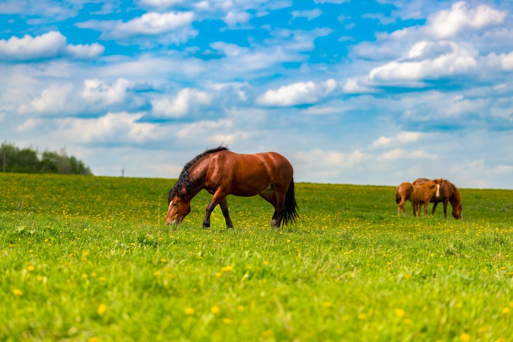 Summer Grazing Tips for Horses: Keep Your Herd Healthy This Season