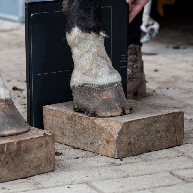 Suspected Laminitis: Warning Signs and What to Do
