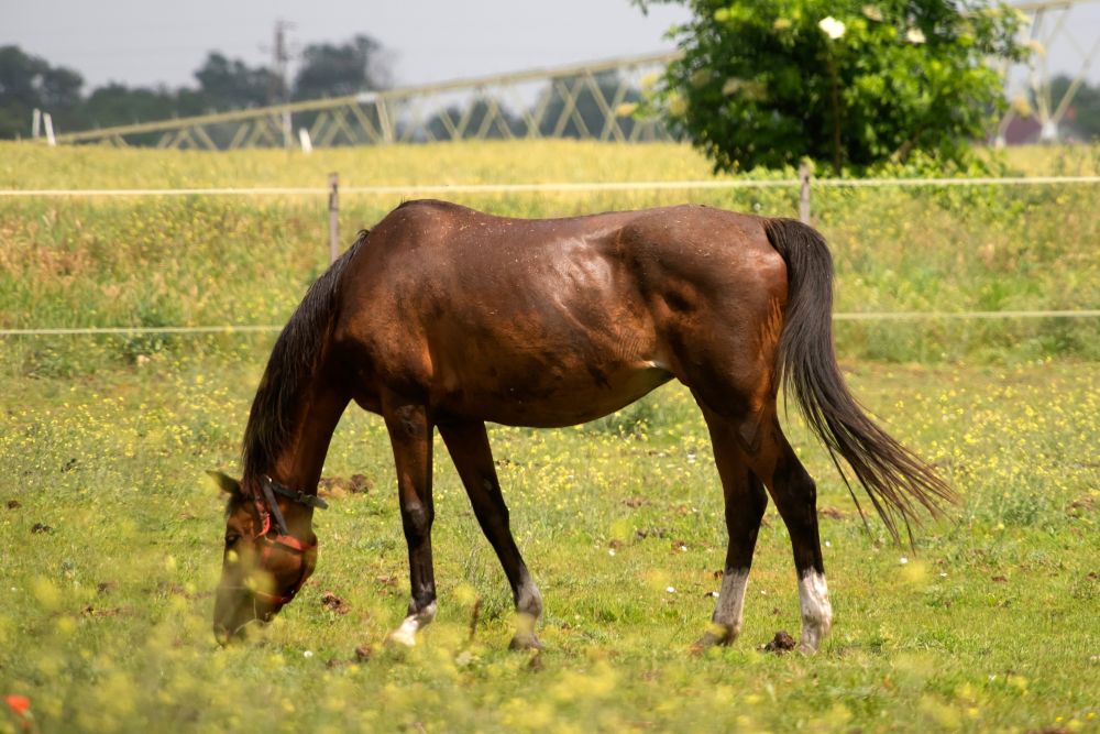 Spring Horse Care Checklist | Feeding, Turnout & Horse Wear — Chestnut Mill