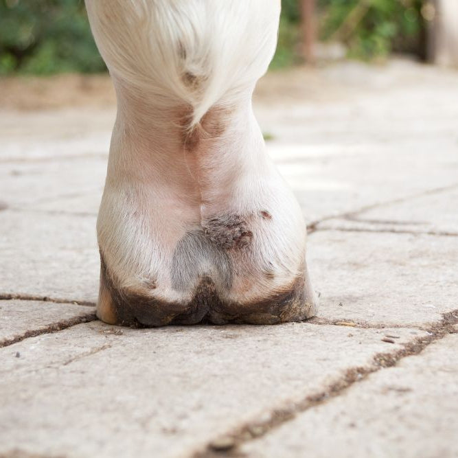 Mud Fever in Winter: What Causes It, How to Prevent It, and What Helps