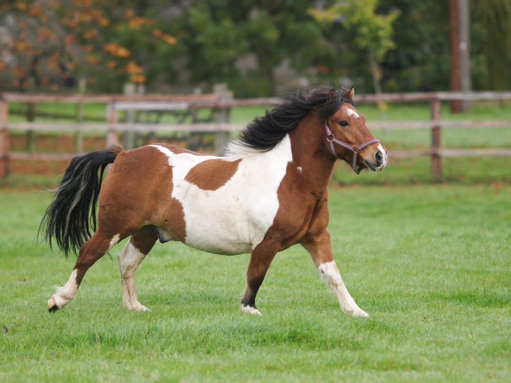 How Does Diet Link to Equine Metabolic Syndrome (EMS)? Which Products are Suitable?