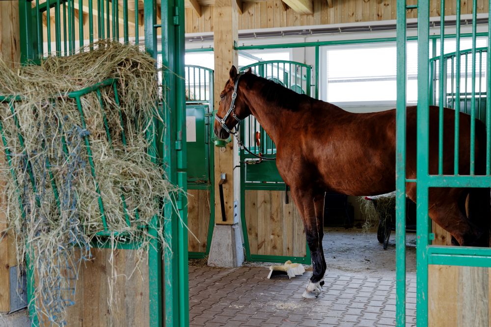 How Much Hay Should a Horse Eat in Winter? (Simple Guide + Handy Tables)