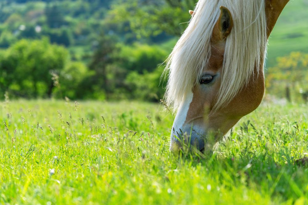 Horse Paddock Care in June: Keep Summer Grass Leafy