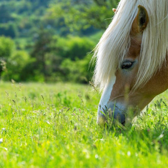 Horse Paddock Care in June: Keep Summer Grass Leafy