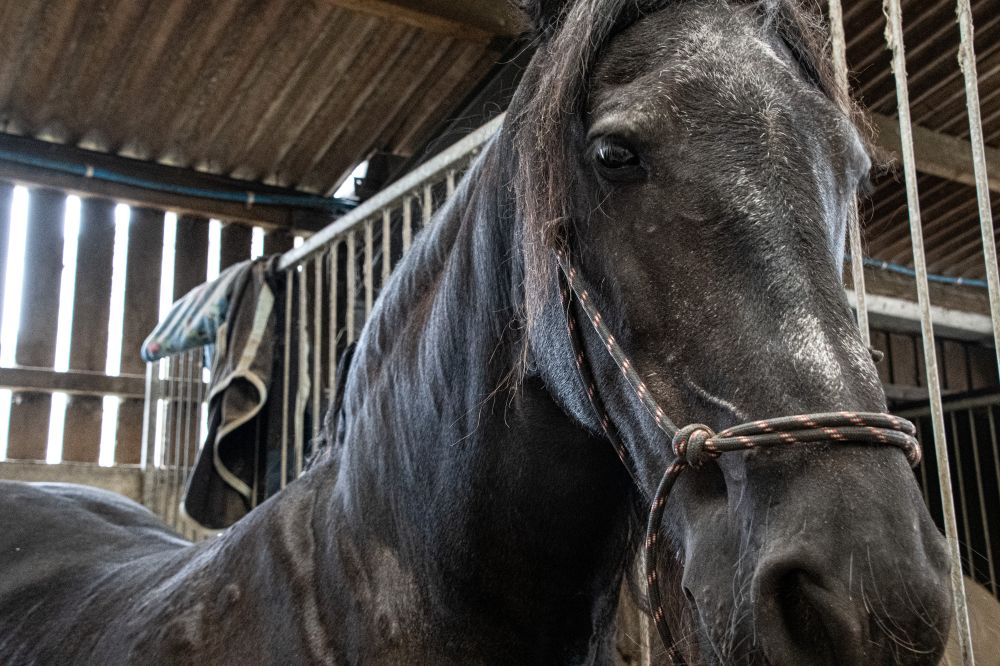 Sweet Itch & Fly Season: A Practical UK Checklist (Rugs, Repellents, Stable Tips)