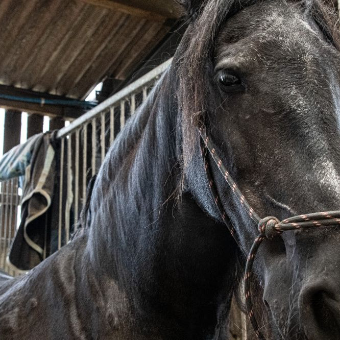 Sweet Itch & Fly Season: A Practical UK Checklist (Rugs, Repellents, Stable Tips)