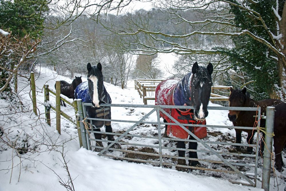 Horse Hydration in Cold Weather: Signs of Dehydration + Do Salt Licks Help?