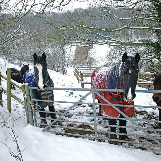 Horse Hydration in Cold Weather: Signs of Dehydration + Do Salt Licks Help?