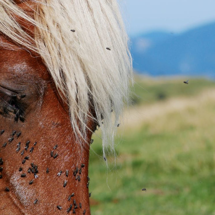 Fly Season Survival Guide: Reducing Bites, Itch and Stress in Horses (UK)