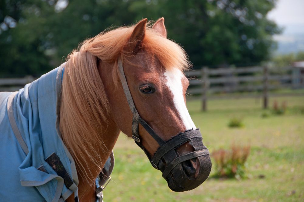 Help Your Horse Stay Healthy: Practical Weight Management Tips for Summer