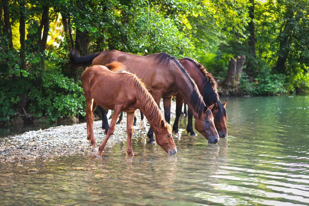 How to Keep Your Horse Hydrated and Healthy in a Heatwave