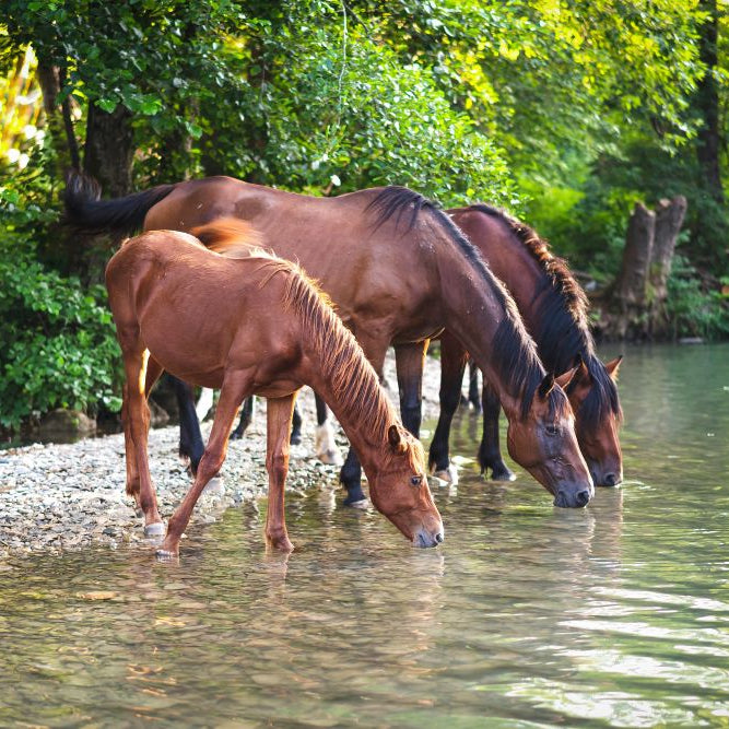 How to Keep Your Horse Hydrated and Healthy in a Heatwave