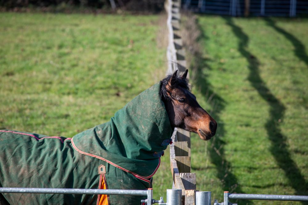 Horse Paddock Care in May: A Practical Spring Checklist