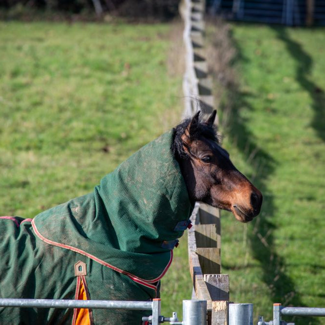 Horse Paddock Care in May: A Practical Spring Checklist