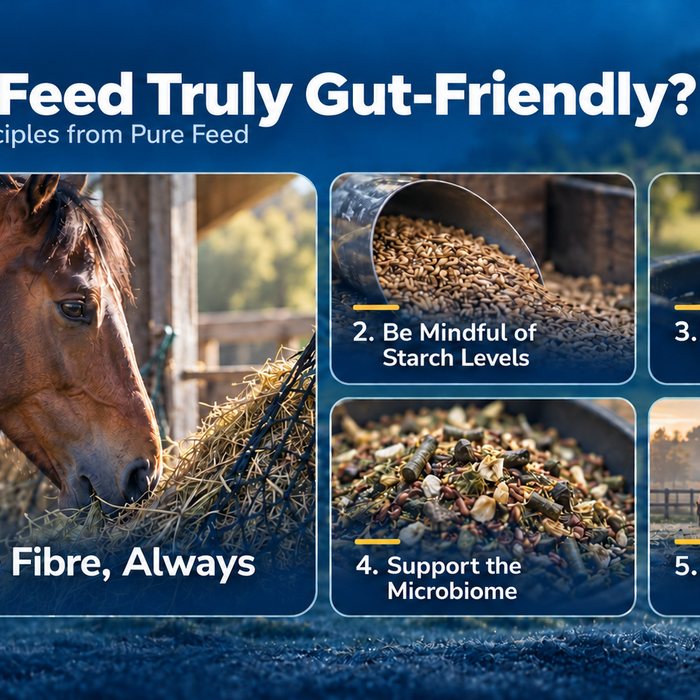 Is Your Horse Feed Truly Gut-Friendly? A Pure Feed Guide