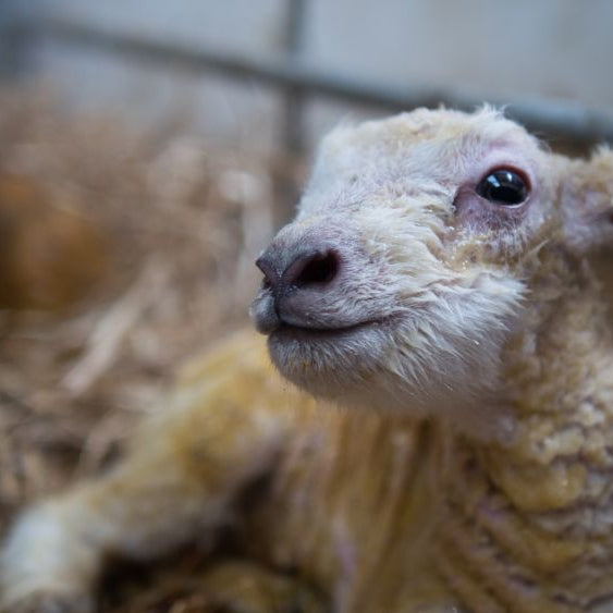 Lambing Kit Checklist: What You Need Ready Before Lambing Starts