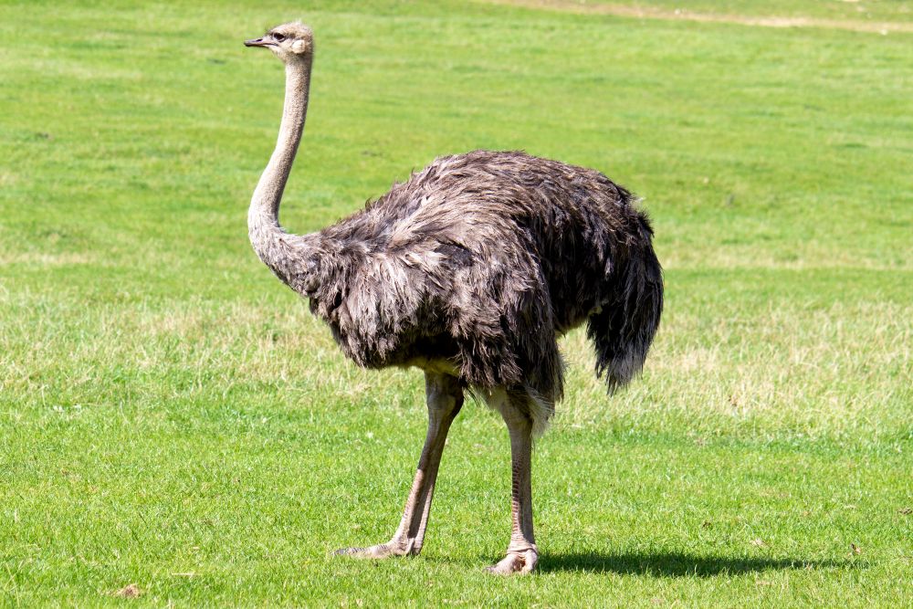 A Guide to Rearing & Feeding Ostriches