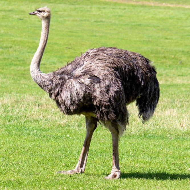 A Guide to Rearing & Feeding Ostriches