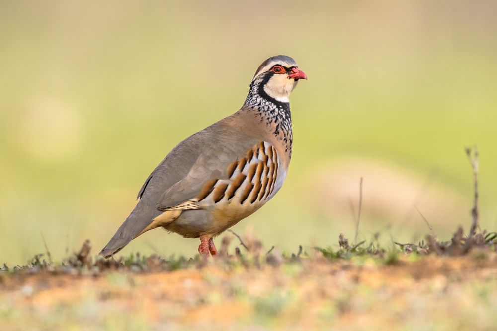 A Complete Guide to Partridge Food & Care