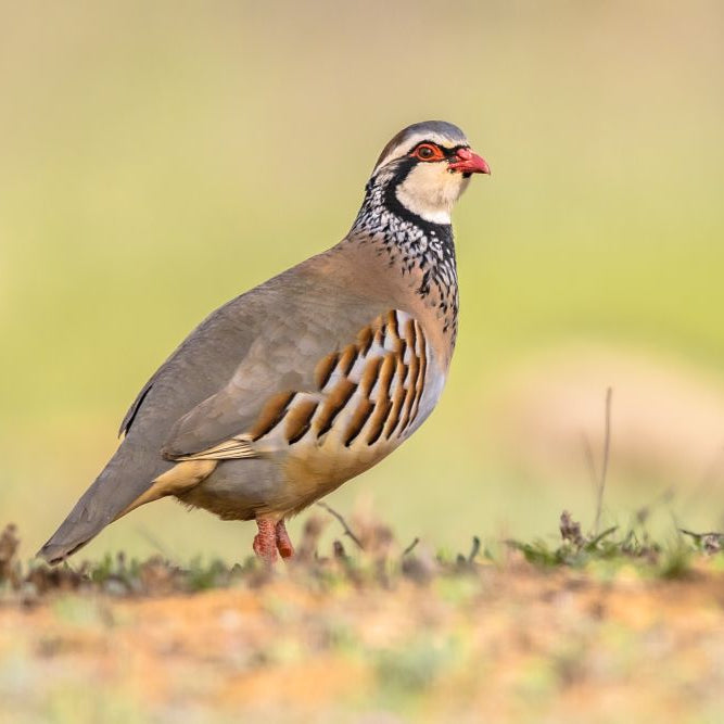 A Complete Guide to Partridge Food & Care