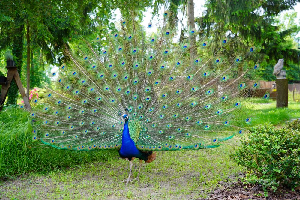 A Complete Guide to Rearing & Feeding Peafowl (Peacocks) in the UK