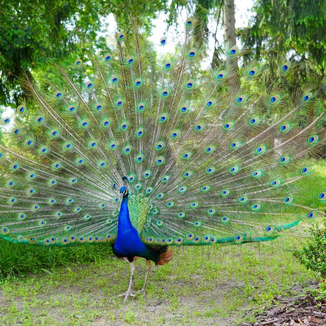 A Complete Guide to Rearing & Feeding Peafowl (Peacocks) in the UK